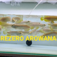 Murah/ Arwana Golden Red/Arwana Golden Hb/ Golden Hb