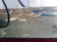 Arwana Golden Red 10cm