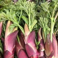 Ready Stock Quick Shipment Thorn Dragon Sprout Seed Northeast Thorn Dragon Bud Seed Thorn Old Sprout