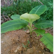 Anak benih pisang raja rm 7.90 ( 1 set 2 batang rm15.60)