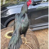 telur ayam Bangkok ekor lidi