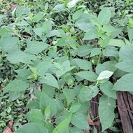 龍葵 100克40元 黑甜菜 龍葵葉 豐禾果園