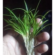 Sagittaria Subulata 'Dwarf mini'