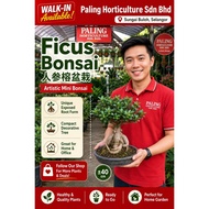 [PHSB] Ficus Microcarpa Bonsai 人参榕树 | 盆栽 | Pokok Hidup | Live Plant | Bonsai Plant | Bonsai | Podoca