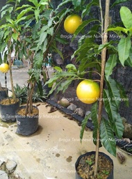 【GW】台湾优质黄金果嫁接苗(商业价值高)Grafted Taiwan Abiu Caimito (Anak Pokok Kahwin Abiu Caimito Pouteria Taiwan Ber