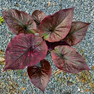 Caladium Thailand/ Keladi Thailand: Lukmai