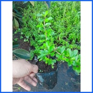 ❧ ❃ ☇◑ FUKIEN TEA (TSAANG GUBAT) SMALL SIZE