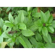 Pokok Selasih / Thai Basil