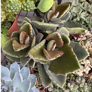 Succulent/Cactus -Big pot