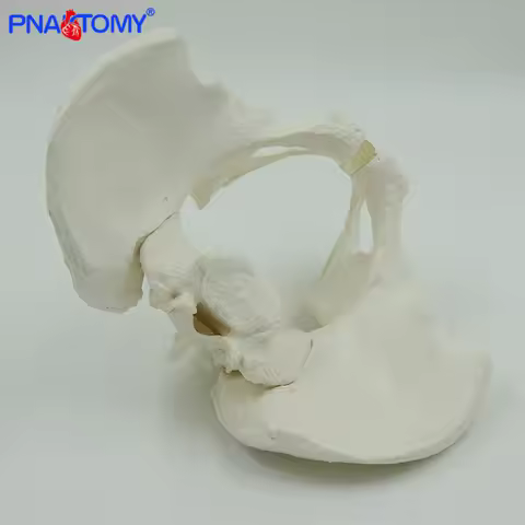 Life Size Male Pelvis Model Pelvic Bone Ischium Ilium and Pubis Sacrum Coccyx and Symphysis Model Hu