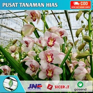 Anggrek cymbidium Miss Piggy - tanaman hias hidup - tanaman hias