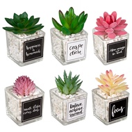 Medium Square Glass Succulent Potted Plant Combination Home Desktop Decoration Mini Simulation Cactu