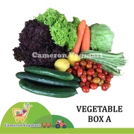 Vege Box A [Green & Red Coral Lettuce/ Iceberg Lettuce / Carrot / Lemon / Cherry Tomato / French Bea
