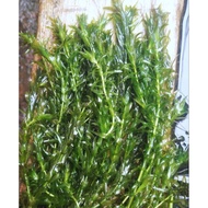 EGERIA DENSA AQUASCAPE PLANTS (contents per 100 stems) | Aquarium Ornamental Plants | Water Plants