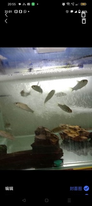 ikan Kelah Biru Malaysia 5 ekor  2inc+- perak sungai