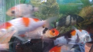 bibit ikan koi 7cm-15cm