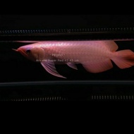 ikan Arwana Super Red ( 42 - 43 ) cm