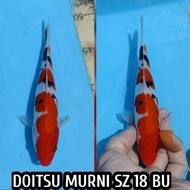 koi blitar sanke doitsu ready chagoi kohaku showa kujaku dll