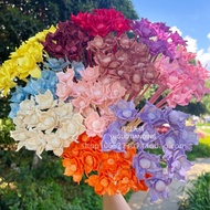 Begonia Flowers Preserved Flowers Begonia Flowers Preserved Flowers Preserved Flowers Preserved Flow
