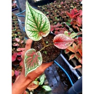 Tanaman Hias Caladium/keladi Hias Ceria (caladium/