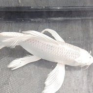 ikan koi cantik/ikan hias import jenis platinum slayer size 5-10cm