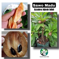 bibit tanaman sawo madu sudah berbuah/sawo madu genjah/sawo madu cangkok