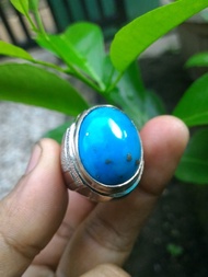 Pirus naizabur biru polos