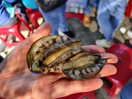 宜蘭旅遊｜限額福山．貢寮鮑魚海鮮．拱北殿古廟．捷絲旅溫泉2日｜大人囝仔