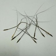 GRED AAA [2 PCS] B.P ASLI/AKAR/BULU/PERINDU/SANJEEVI VER