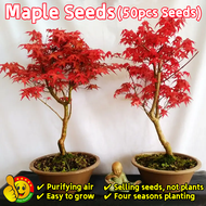 ปลูกง่าย ปลูกได้ทั่วไทย ต้นเมเปิ้ล เมล็ดบอนสี Red Maple Seeds Dwarf American Red Maple Tree Seeds Maple Plant Seeds ต้นเมเปิ้ลแดง เมล็ดพันธุ์ ต้นไม้จิ๋วมงคล ต้นบอนสี ต้นไม้มงคลสวยๆ ของแต่งบ้าน บอนสีหายากไทย ต้นไม้ฟอกอากาศ ต้นไม้ประดับ บอนไซ ﻿เมล็ด บอนสี