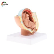 chulisia Lifesize 9th Month Pelvis Section Fetus Models Human Fetal Development Model