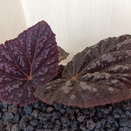 Begonia rex purple Begonia ungu Begonia langka