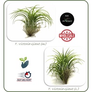 AIR PLANT TILLANDSIA VICTORIA GIANT AIRPLANT 空气草 空气凤梨 无土植物