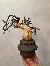 白皮橄欖 非象牙宮 象足漆樹 不連盆