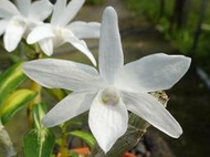 日本長生蘭Dendrobium moniliforme " 銀河 "(罕見~葉藝極美)個體優