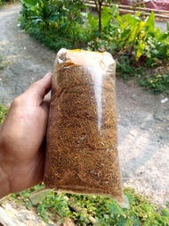 Daun Talas Beneng Kering 100 gram grade B