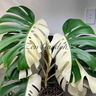 Monstera Borsigiana Albo aka Monstera Albo