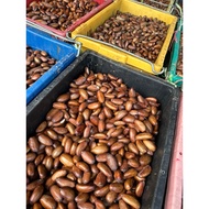 BUAH PERAH BUAH HUTAN