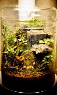 苔蘚微景觀生態瓶