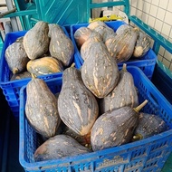 10 seeds High Yielding SQUASH SEEDS-KALABASA SEEDS/Guitar Squash Seeds Squash Seeds Easy