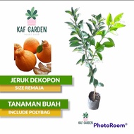 Bibit Jeruk Dekopon Okulasi Pohon Jeruk Buah Jeruk Dekopon UNGGUL