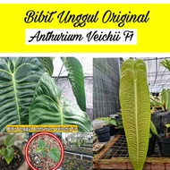 Bibit Unggul-Anthurium Veitchii Original F1