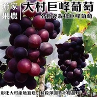 【果農直配】大村巨峰葡萄(4串_約4斤/箱)x2箱