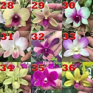 Seedling Anggrek Dendrobium - Anggrek - Bunga Hias - Tanaman Hidup -