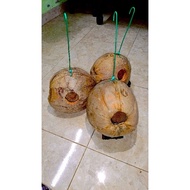 sarang burung kelapa sarang burung sabut sarang burung baji