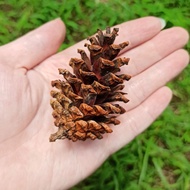 Original Pine / ConePine Dried Pine Seed Flower/ Photo Prop/ Art/