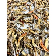 CILI JERUK/CILI PUAKA KETAGIH