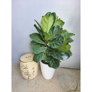 Fiddle-leaf fig tree
