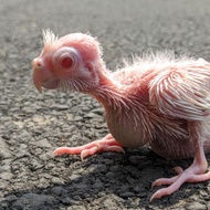 Burung falk/parkit Australia/cockatiel albino