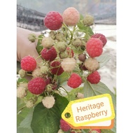 Anak Pokok Raspberry Premium